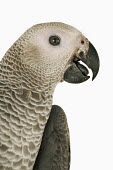 African grey parrot White background,Perching,perched,perch,Close up,Portrait,face picture,face shot,nothing,plain background,nothing in background,Plain,blank background,blank,parrot,bird,birds,African grey parrot,Psitt