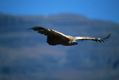 Cape vulture - Drakensberg Mountains, South Africa action,movement,move,Moving,in action,in motion,motion,in-air,in flight,flight,in-flight,flap,Flying,fly,in air,flapping,sky,Sky background,vulture bird,birds,Cape vulture,Gyps coprptheres,Aves,Birds,