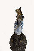 Southern ground-hornbill Northern ground-hornbill,Animalia,Chordata,Aves,Bucerotiformes,Bucerotidae,Bucorvus abyssinicus,Abyssinian Ground Hornbill,Abyssinian Ground-Hornbill,bird,birds,hornbill