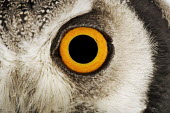 Southern white-faced owl Orange,Orange eyes,Close up,eyes,Eye,Portrait,face picture,face shot,Macro,macrophotography,face,eye colour,Facial portrait,owl,bird of prey,birds,bird,Southern white-faced owl,Ptilopsis granti,Owls,S