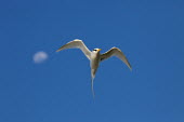 White-tailed tropicbird - Seychelles in-air,in flight,flight,in-flight,flap,Flying,fly,in air,flapping,Nesting,brooding,nest,clutch,nests,brood,parenthood,parent,mom,Mother,motherhood,mommy,parental,mum,mummy,nesting,Nest,shoreline,Shore