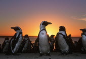 African penguins at sunset - South Africa penguin,aquatic bird,bird,birds,penguins,African penguin,Spheniscus demersus,Aves,Birds,Chordates,Chordata,Sphenisciformes,Penguins,Spheniscidae,jackass penguin,black-footed penguin,Pingüino del Cabo