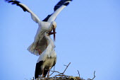 White storks mating - Morocco stork,birds,bird,White stork,Ciconia ciconia,Chordates,Chordata,Storks,Ciconiidae,Ciconiiformes,Herons Ibises Storks and Vultures,Aves,Birds,Cigogne blanche,Asia,Africa,Temperate,Flying,Animalia,Cicon