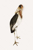 Marabou stork - Africa feathers,Feather,White background,nothing,plain background,nothing in background,Plain,blank background,blank,Facial portrait,face,Portrait,face picture,face shot,Bill,bills,Plumage,plumes,plume,Mouth