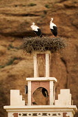 White stork nesting on top of a house of worship - Morocco stork,birds,bird,White stork,Ciconia ciconia,Chordates,Chordata,Storks,Ciconiidae,Ciconiiformes,Herons Ibises Storks and Vultures,Aves,Birds,Cigogne blanche,Asia,Africa,Temperate,Flying,Animalia,Cicon