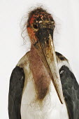 Marabou stork - Africa stork,birds,bird,Marabou stork,Leptoptilos crumeniferus,Aves,Birds,Ciconiiformes,Herons Ibises Storks and Vultures,Chordates,Chordata,Storks,Ciconiidae,Marabou,Marabout d'Afrique,Least Concern,Flying,