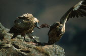 Cape vulture squabbling - Drakensberg Mountains, South Africa Martin Harvey vulture bird,birds,Cape vulture,Gyps coprptheres,Aves,Birds,Accipitridae,Hawks, Eagles, Kites, Harriers,Falconiformes,Hawks Eagles Falcons Kestrel,Chordates,Chordata,Cape griffon,Gyps fulvus coprotheres,Vultur coprotheres,Vautour chassefiente,Buitre El Cabo,Africa,Carnivorous,Terrestrial,Rainforest,Gyps,Vulnerable,Desert,Appendix II,Flying,Sub-tropical,Agricultural,Temperate,coprotheres,Animalia,IUCN Red List