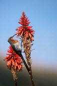Gurney's sugarbird - South Africa Gurney's sugarbird,sugarbird,bird,birds,Animalia,Chordata,Aves,Passeriformes,Promeropidae,Promerops gurneyi