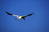 White stork - Morocco stork,birds,bird,White stork,Ciconia ciconia,Chordates,Chordata,Storks,Ciconiidae,Ciconiiformes,Herons Ibises Storks and Vultures,Aves,Birds,Cigogne blanche,Asia,Africa,Temperate,Flying,Animalia,Cicon