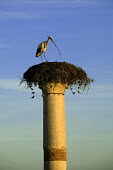White stork nesting on top of ruins - Morocco stork,birds,bird,White stork,Ciconia ciconia,Chordates,Chordata,Storks,Ciconiidae,Ciconiiformes,Herons Ibises Storks and Vultures,Aves,Birds,Cigogne blanche,Asia,Africa,Temperate,Flying,Animalia,Cicon