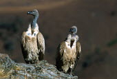 Cape vulture - Drakensberg Mountains, South Africa Terrestrial,ground,Altitude,high altitude,environment,ecosystem,Habitat,Montane,Mountain,vulture bird,birds,Cape vulture,Gyps coprptheres,Aves,Birds,Accipitridae,Hawks, Eagles, Kites, Harriers,Falconi