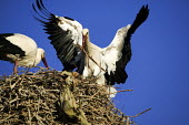 White storks nest building - Morocco stork,birds,bird,White stork,Ciconia ciconia,Chordates,Chordata,Storks,Ciconiidae,Ciconiiformes,Herons Ibises Storks and Vultures,Aves,Birds,Cigogne blanche,Asia,Africa,Temperate,Flying,Animalia,Cicon