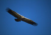 Cape vulture - Drakensberg Mountains, South Africa sky,Sky background,Blue background,in-air,in flight,flight,in-flight,flap,Flying,fly,in air,flapping,action,movement,move,Moving,in action,in motion,motion,vulture bird,birds,Cape vulture,Gyps coprpth