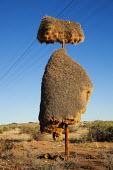 Huge nests created on an telephone by sociable weaver birds - Namibia Sociable weaver,weaver,bird,birds,Animalia,Chordata,Aves,Passeriformes,Ploceidae,Philetairus socius