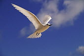 Common white tern - Seychelles Sun,sunny,sunshine,bright,sun shine,tropics,Tropical,Dry season,in-air,in flight,flight,in-flight,flap,Flying,fly,in air,flapping,action,movement,move,Moving,in action,in motion,motion,summery,Summer,