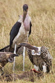 Rueppells griffons and a marabou stork - Kenya Grassland,environment,ecosystem,Habitat,leg,savannahs,savana,savannas,shrubland,savannah,Savanna,Terrestrial,ground,vulture bird,birds,Rueppells griffon,Gyps rueppellii,Chordates,Chordata,Ciconiifor