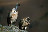 Cape vulture - Drakensberg Mountains, South Africa Terrestrial,ground,environment,ecosystem,Habitat,Altitude,high altitude,Montane,Mountain,vulture bird,birds,Cape vulture,Gyps coprptheres,Aves,Birds,Accipitridae,Hawks, Eagles, Kites, Harriers,Falconi