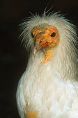 Egyptian vulture - Africa yellow,coloration,Colouration,colours,color,colors,Colour,Bill,bills,white,vulture bird,birds,Egyptian vulture,Neophron percnopterus,Accipitridae,Hawks, Eagles, Kites, Harriers,Chordates,Chordata,Aves