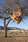 Huge nest in a tree created by sociable weaver birds - Namibia Martin Harvey Sociable weaver,weaver,bird,birds,Animalia,Chordata,Aves,Passeriformes,Ploceidae,Philetairus socius
