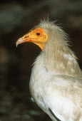 Egyptian vulture - Africa Bill,bills,yellow,coloration,Colouration,white,colours,color,colors,Colour,vulture bird,birds,Egyptian vulture,Neophron percnopterus,Accipitridae,Hawks, Eagles, Kites, Harriers,Chordates,Chordata,Aves