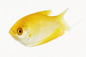 Golden gourami Aquatic,water,water body,colours,color,colors,Colour,Portrait,face picture,face shot,White background,environment,ecosystem,Habitat,yellow,fresh water,Freshwater,Close up,coloration,Colouration,nothin