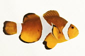 Clown anemonefish Clown anemonefish,Amphiprion percula,Chordates,Chordata,Actinopterygii,Ray-finned Fishes,Bass and Perches,Perciformes,orange clown fish,blackfinned clownfish,Lutjanus percula,clown fish,clownfish,Aqua