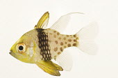 Pajama cardinalfish Pajama cardinalfish,Polka dot cardinalfish,Spotted cardinalfish,Animalia,Chordata,Actinopterygii,Perciformes,Apogonidae,Sphaeramia nematoptera