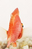 Blood parrot cichlid coloration,Colouration,Multi-coloured,multicoloured,multi-colored,colorful,multicolored,colourful,bright colour,bright,Colourful,brightly coloured,bright colours,Sea,seas,reef,Coral reef,tropics,tropi