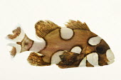 Harlequin sweetlips Harlequin sweetlips,spotted sweetlips,Animalia,Chordata,Actinopterygii,Perciformes,Haemulidae,Plectorhinchus,Plectorhinchus chaetodonoides
