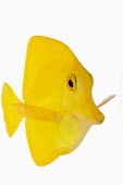 Yellow tang Portrait,face picture,face shot,reef,Coral reef,tropics,tropic,reefs,corals,tropical,coral structure,coral,coral reefs,bright colour,bright,Colourful,brightly coloured,colorful,bright colours,White ba