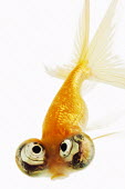 Celestial eyed goldfish Ocean,oceans,oceanic,environment,ecosystem,Habitat,Multi-coloured,multicoloured,multi-colored,colorful,multicolored,colourful,tropics,Tropical,Aquatic,water,water body,Portrait,face picture,face shot,