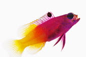 Royal Gramma Fairy Basslet,Royal Gramma,Animalia,Chordata,Actinopterygii,Perciformes,Grammatidae,Gramma loreto,basslet,purple,yellow,fish