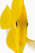Yellow tang Yellow Tang,Lemon Sailfin,Somber Surgeonfish,Yellow Sailfin Tang,Animalia,Chordata,Actinopterygii,Perciformes,Acanthuridae,Zebrasoma flavescens,tang,fish