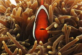 Red saddleback anemonefish Animalia,Chordata,Actinopterygii,Perciformes,Pomacentridae,Amphiprion ephippium,Red saddleback anemonefish,Saddle Anemone,Saddle Anemonefish,Tomato Clownfish