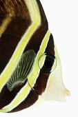 Sailfin tang Sailfin tang,Animalia,Chordata,Actinopterygii,Perciformes,Acanthuridae,Zebrasoma veliferum,Zebrasoma velifer,Sailfin Tang,Desjardin's Sailfin Tang,Eastern Sailfin Tang,Pacific Sail-fin Surgeonfish,Pas