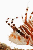 Spotfin lionfish Multi-coloured,multicoloured,multi-colored,colorful,multicolored,colourful,Ocean,oceans,oceanic,Close up,reef,Coral reef,tropics,tropic,reefs,corals,tropical,coral structure,coral,coral reefs,White ba