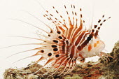 Spotfin lionfish Spotfin lionfish,broadbarred firefish,Animalia,Chordata,Actinopterygii,Scorpaeniformes,Scorpaenidae,Pterois antennata