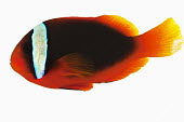 Red saddleback anemonefish Close up,Multi-coloured,multicoloured,multi-colored,colorful,multicolored,colourful,Ocean,oceans,oceanic,tropics,Tropical,reef,Coral reef,tropic,reefs,corals,tropical,coral structure,coral,coral reefs