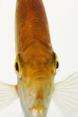 Koi angelfish Koi angelfish,Pterophyllum scalare,angelfish,freshwater angelfish,Animalia,Chordata,Actinopterygii,Cichliformes,Cichlidae,Pterophyllum