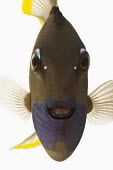 Gilded triggerfish Gilded triggerfish,Animalia,Chordata,Actinopterygii,Tetraodontiformes,Balistidae,Xanthichthys auromarginatus,fish,triggerfish