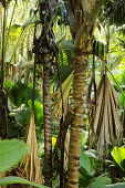 Coco de Mer palm seeds - Seychelles Coco-de-mer,Lodoicea maldivica,Monocots,Liliopsida,Arecales,Coco de mer,maldivica,Africa,Palmae,Terrestrial,Endangered,Tracheophyta,Lodoicea,Plantae,Rainforest,Photosynthetic,IUCN Red List