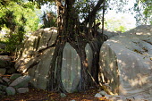 Banyan tree AKA strangler fig - Cousine, Seychelles Terrestrial,ground,Greenery,foliage,vegetation,tree roots,Root,Roots,plant root,plant roots,tree root,environment,ecosystem,Habitat,tropical,Tropical rainforest,tropics,tropic,jungles,jungle,branch,Tr