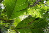 The Coco de Mer palm - Seychelles Coco-de-mer,Lodoicea maldivica,Monocots,Liliopsida,Arecales,Coco de mer,maldivica,Africa,Palmae,Terrestrial,Endangered,Tracheophyta,Lodoicea,Plantae,Rainforest,Photosynthetic,IUCN Red List