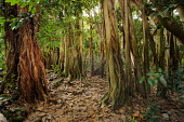 Banyan tree AKA strangler fig engulfing other tree species- Cousine, Seychelles tropics,Tropical,Greenery,foliage,vegetation,forests,Forest,parasite,Parasitic,parasitoid,parasitism,environment,ecosystem,Habitat,tree roots,Root,Roots,plant root,plant roots,tree root,Terrestrial,gr