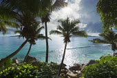 Ocean view through palm trees - Seychelles beach,beaches