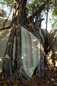 Banyan tree AKA strangler fig - Cousine, Seychelles branch,Tree,bark,branches,Greenery,foliage,vegetation,tropical,Tropical rainforest,tropics,tropic,jungles,jungle,Tropical,parasite,Parasitic,parasitoid,parasitism,tree roots,Root,Roots,plant root,plan