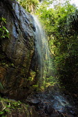 Valle'e De Mai World Heritage site on Praslin - Seychelles Habitat protection,tropical,Tropical rainforest,tropics,tropic,jungles,jungle,Terrestrial,ground,Habitat loss,environment,ecosystem,Habitat,forests,Forest,Tropical,Land management,reserve,conservation