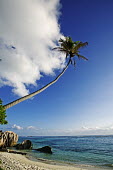 Palm tree over a beach on La Digue - Seychelles beach,beaches