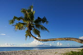 Palm tree leaning over beach - Mahe, Seychelles