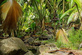 Valle'e De Mai World Heritage site on Praslin - Seychelles national park,Coco-de-mer,Lodoicea maldivica,Monocots,Liliopsida,Arecales,Coco de mer,maldivica,Africa,Palmae,Terrestrial,Endangered,Tracheophyta,Lodoicea,Plantae,Rainforest,Photosynthetic,IUCN Red Li